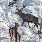 Dachigam National Park