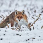 Gulmarg Biosphere Reserve