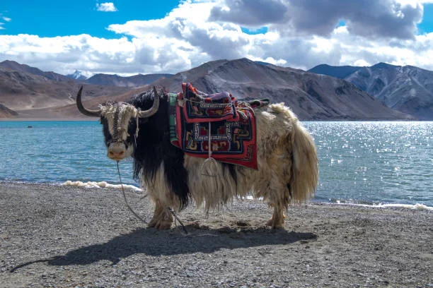 Leh Ladakh Tour Packages from Indore | 5 Nights 6 Days Ladakh Trip