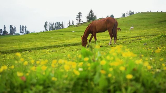 Kashmir Tour Package for 7 Days – offbeat kashmir