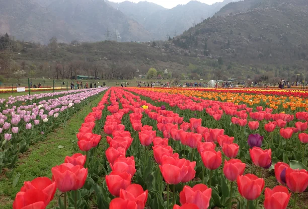 Kashmir Grand Tour - 10 Days