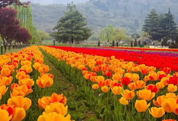 Kashmir Meadow of Flowers Tour Package – 5 Nights / 6 Days