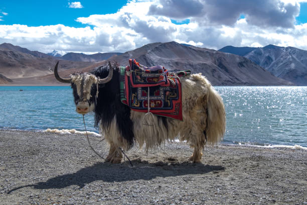 Leh Ladakh Tour Package for 04 Days - C Himalaya