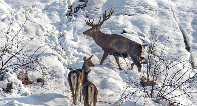 Visit Dachigam National Park in Srinagar Kashmir