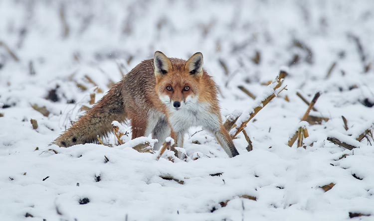 Visit Gulmarg Biosphere Reserve